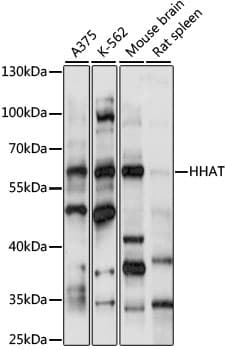 Skn / HHAT Antibody