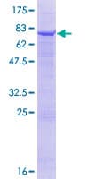 Human FMO2 Protein (Recombinant GST)