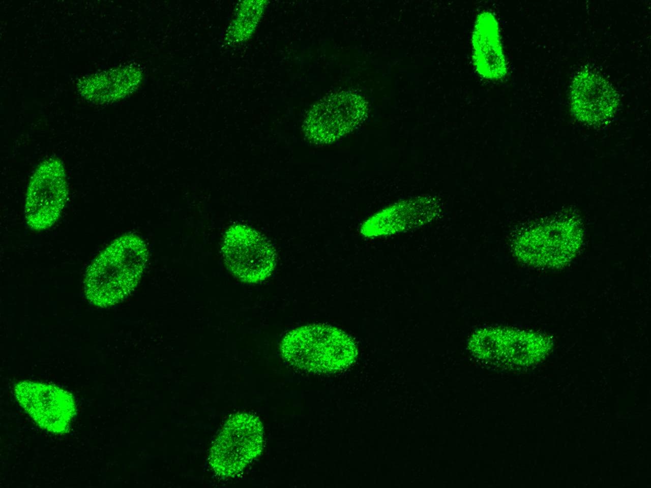 PLEK / Pleckstrin Antibody (Preservative Free)