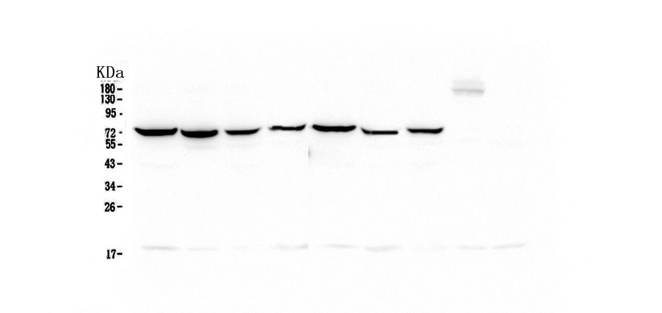 HSPA1A Antibody