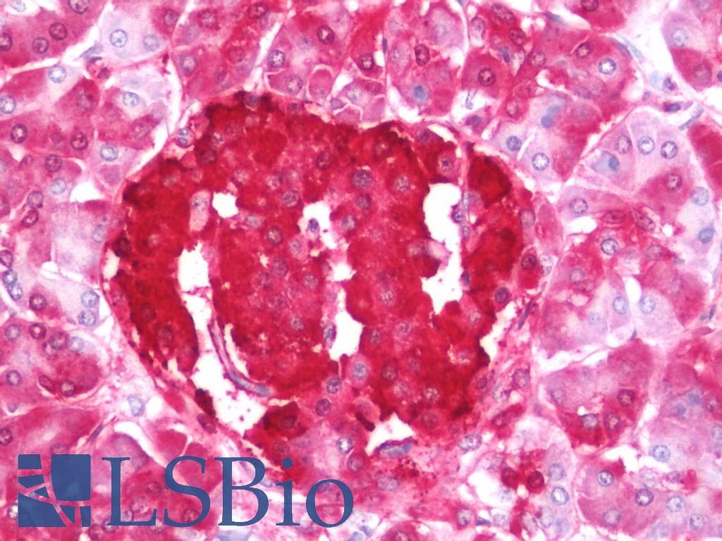 IHC-plus™ Insulin C-Peptide Antibody (clone C-PEP-01)