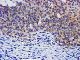 PLDN / Pallidin Antibody (clone OTI1E2, Carrier-free)