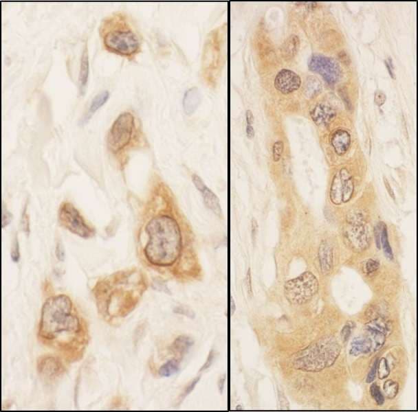 STK39 / SPAK Antibody (aa375-425)