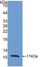PI3 / Elafin Antibody (aa41-117, PE)