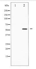 IRF3 Antibody