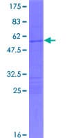 Human HOXC5 Protein (Recombinant GST)