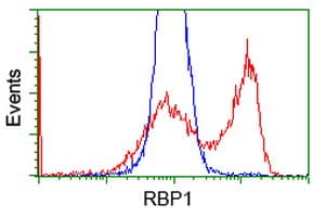 RBP1 / CRBP Antibody (clone OTI2H3)