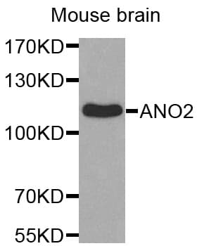 TMEM16B / ANO2 Antibody