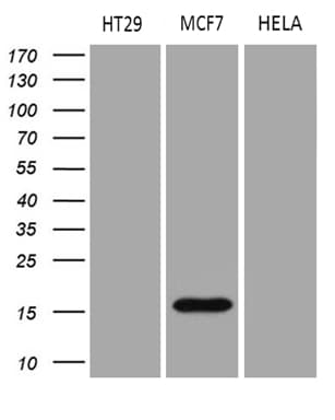 AGR2 Antibody (aa21-175, clone OTI2D11)