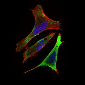 RING1 Antibody (aa79-263, clone 8E8A2)