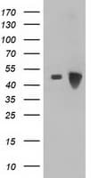 ARFGAP1 Antibody (clone OTI2D5)