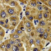 RAB37 Antibody (C-Terminus)
