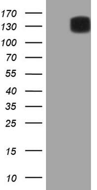 CSF2RB / CD131 Antibody (clone OTI2B10)