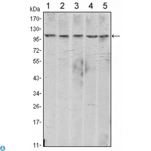 CDH2 / N Cadherin Antibody