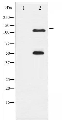Polyclonal Rabbit anti-Human NFKB1 / NF-Kappa-B Antibody (phospho-Ser337, IHC, WB)