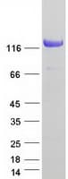 Human NOMO3 Protein (Recombinant Myc-DDK (Flag))