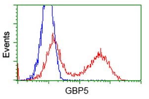 GBP5 Antibody (clone OTI4D9)
