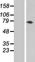 TNXB / Tenascin XB Protein (Over-Expression Lysate Myc-DDK (Flag))