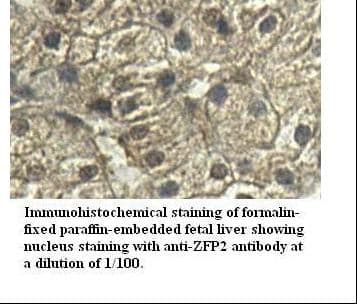 ZFP2 Antibody