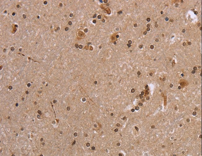 EIF3H / EIF3S3 Antibody