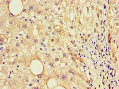 EBI3 / IL-27B Antibody
