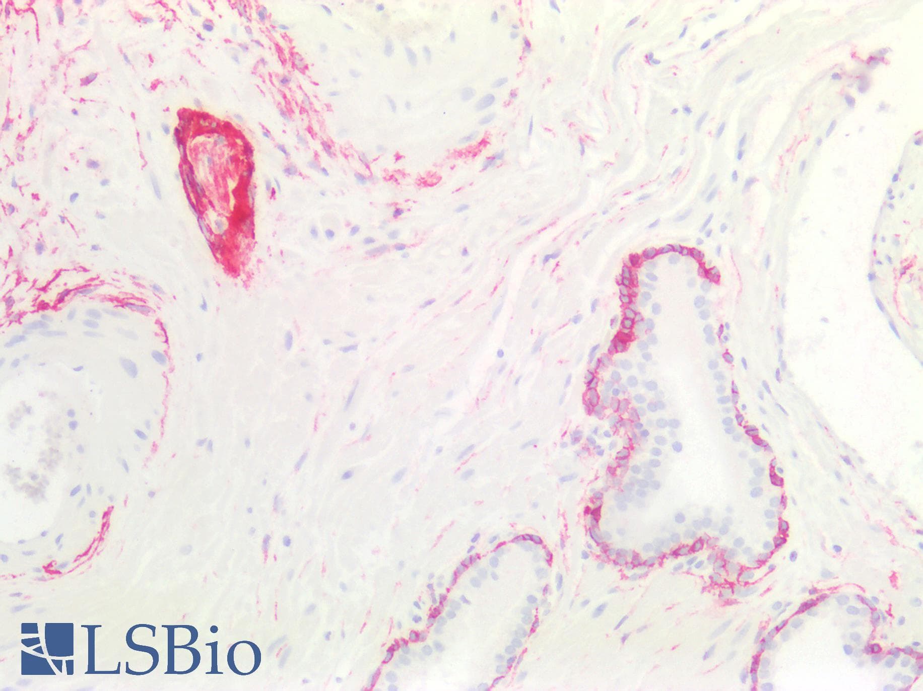 PathPlus™ NGFR / CD271 / TNR16 Antibody