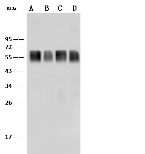 CD58 Antibody (clone 185, Preservative Free)