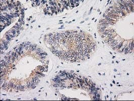 MSI1 / Musashi 1 Antibody (clone OTI3F4)