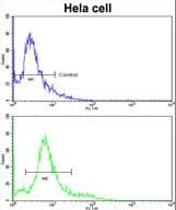 HMGCS1 / HMG-CoA Synthase 1 Antibody (aa290-317)
