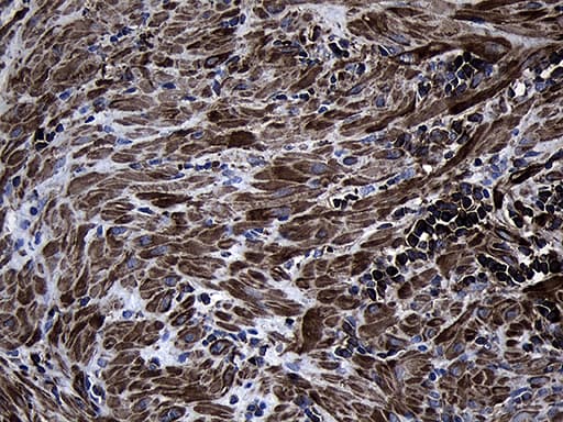 MLC3F / MYL1 Antibody (aa2-150, clone OTI3D1, Carrier-free)