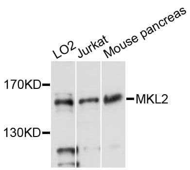 MKL2 Antibody