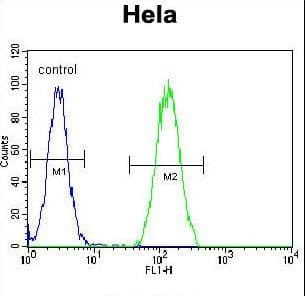 Polyclonal Rabbit anti-Human BMP2 Antibody (aa260-289, WB)