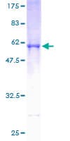 Human TNFSF5IP1 / CLAST3 Protein (Recombinant GST)