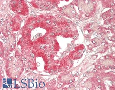 IHC-plus™ TUBA4A / TUBA1 Antibody (N-Terminus)