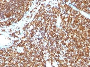 CD45RB Antibody (clone PTPRC/1147)