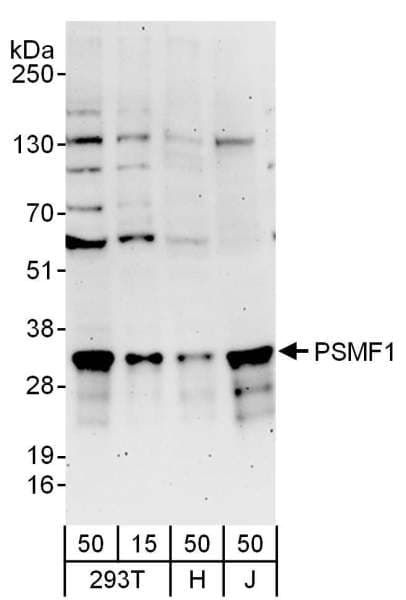 PSMF1 Antibody (aa150-200)