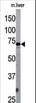 Apg7 / ATG7 Antibody (aa284-313)