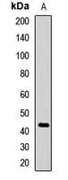 PathPlus™ CD63 Antibody