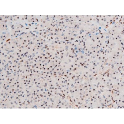 Polyclonal Rabbit anti-Human GATA4 Antibody (phospho-Ser262, IHC, IF, WB)