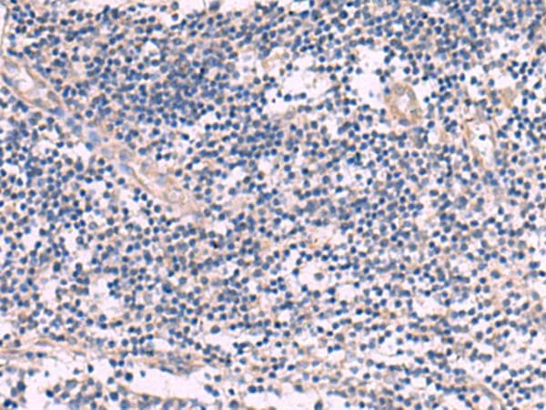 NIPSNAP1 Antibody