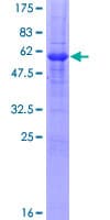 Human STX12 / Syntaxin 12 Protein (Recombinant GST)