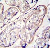 P5CR2 / PYCR2 Antibody (aa89-116)