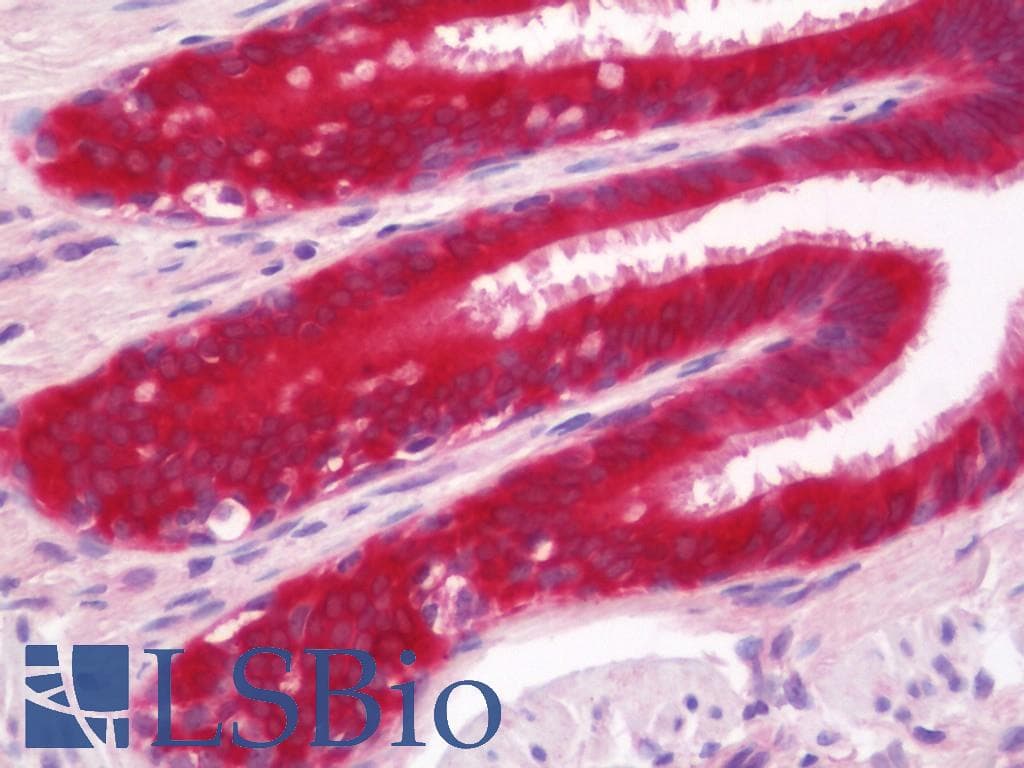 IHC-plus™ NUDC Antibody (aa282-331)