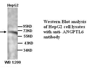 ARP5 / ANGPTL6 Antibody (N-Terminus)