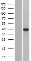 C8orf58 Protein (Over-Expression Lysate Myc-DDK (Flag))