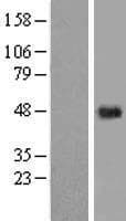 C5orf15 Protein (Over-Expression Lysate Myc-DDK (Flag))