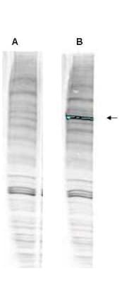 IHC-plus™ Polyclonal Rabbit anti-Human WRNIP1 / WHIP Antibody (IHC, WB)