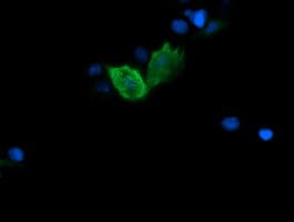 Monoclonal Mouse anti-Human FATE1 Antibody (clone OTI5E2, IF, WB)