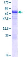 Human SH3GLB2 / Endophilin-B2 Protein (Recombinant GST)