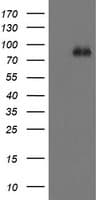 FBXO42 / JFK Antibody (clone OTI1H4)